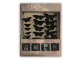 Merit Award Ryan Stander Minot, ND, USA “Notes on a Growing Insecurity” Wet plate collodion