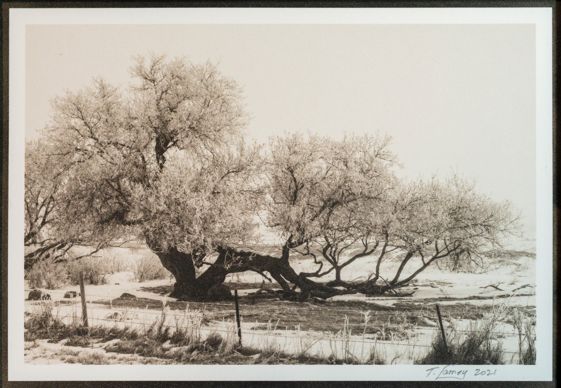 Tim Lamey, Fargo, ND, USA. “Frost Covered Tree,” photographic palladium print.